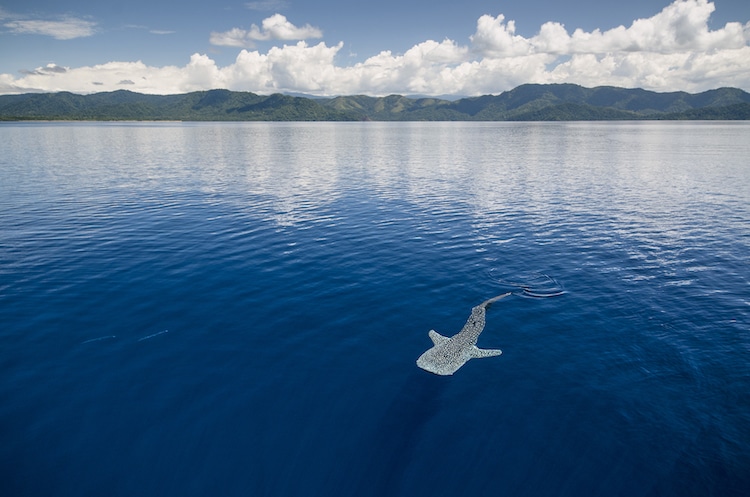 whale shark west papua
