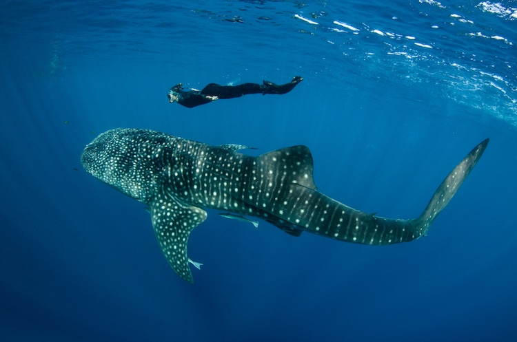 whale shark west papua