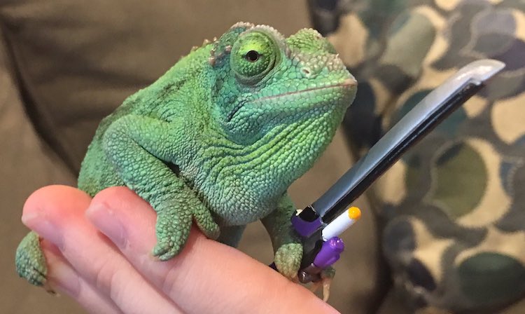 Pet Chameleon Charms The Internet By Holding Tiny Swords,How Many Calories In Hummus
