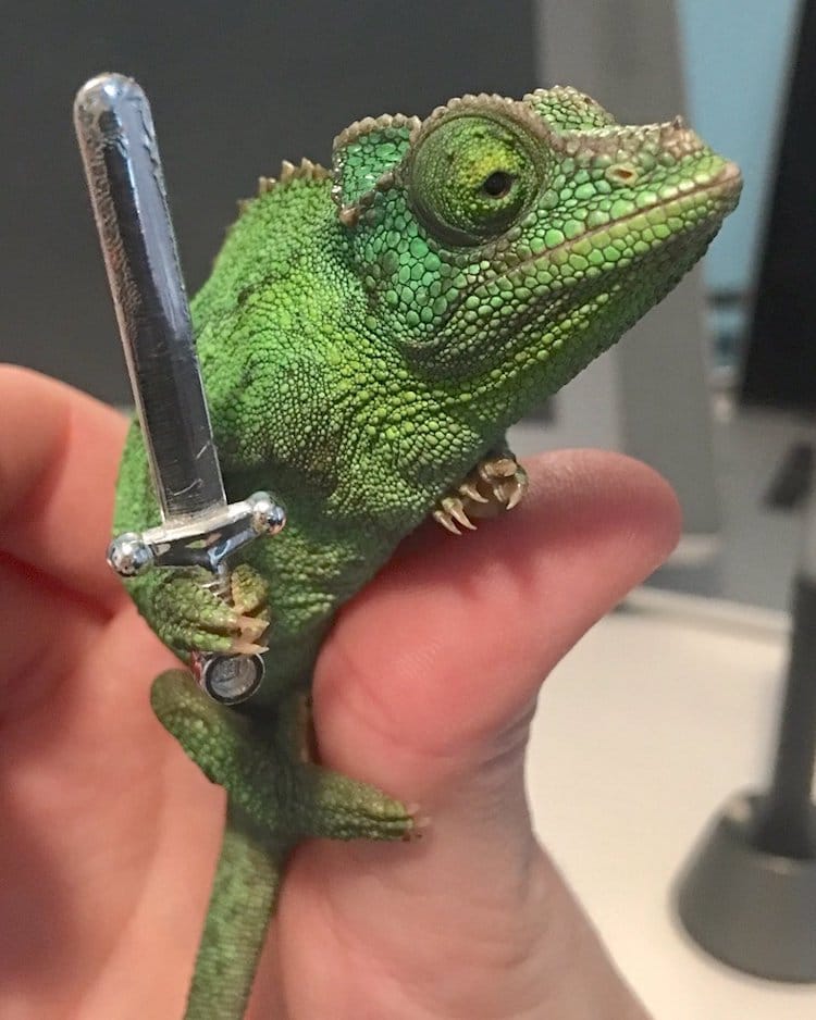 Pet Chameleon