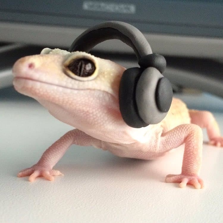 Pet Gecko Wearing Hats