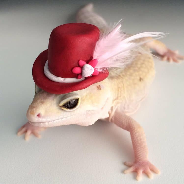 Pet Gecko Wearing Hats