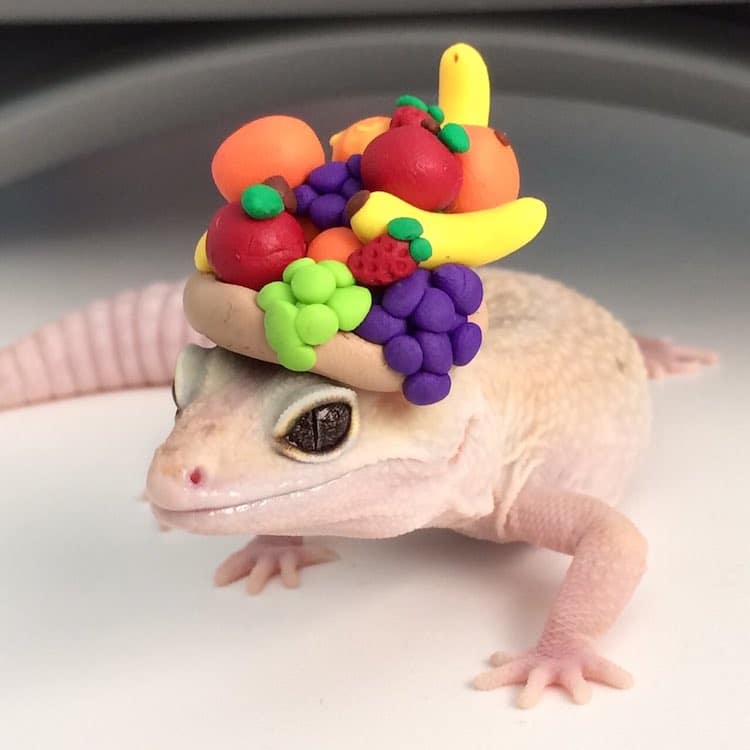 Pet Gecko Wearing Hats