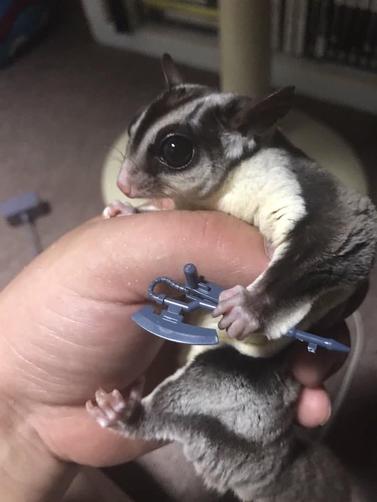 Flying Squirrel Holding Things 