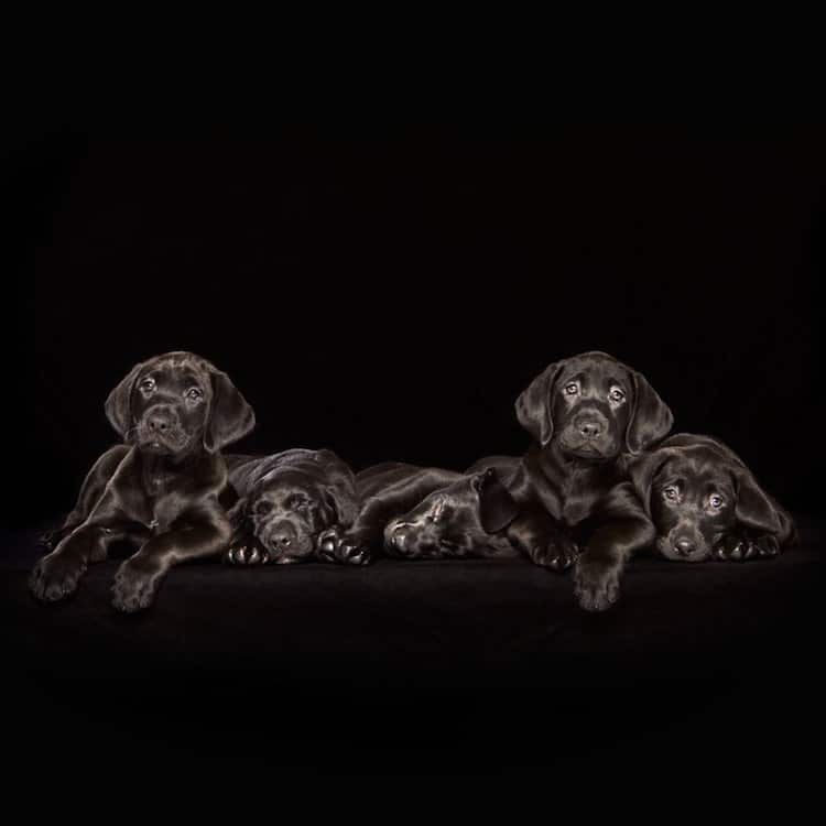 Black Dog Shelter Dog Rescue Dogs Animal Portraits Shaina Fishman