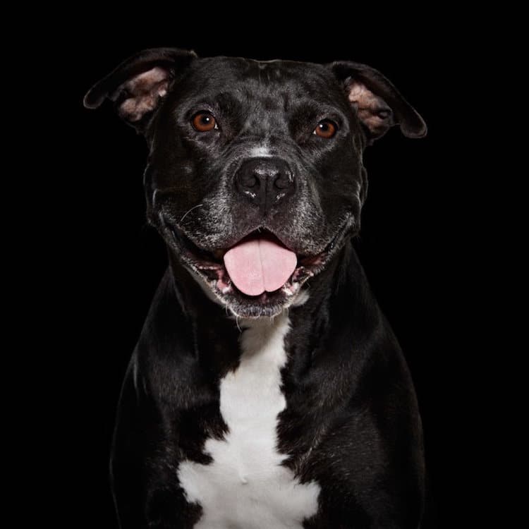Black Dog Shelter Dog Rescue Dogs Animal Portraits Shaina Fishman