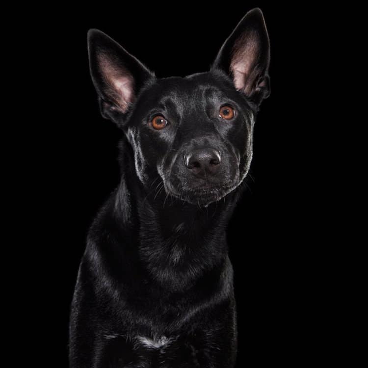 Black Dog Shelter Dog Rescue Dogs Animal Portraits Shaina Fishman