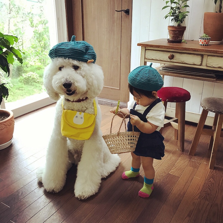 Giant Poodle and 1 Year Old Girl