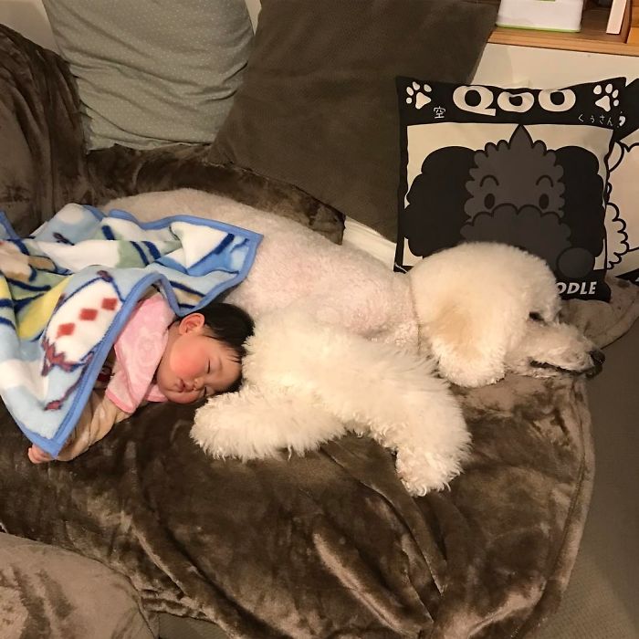 Giant Poodle and 1 Year Old Girl