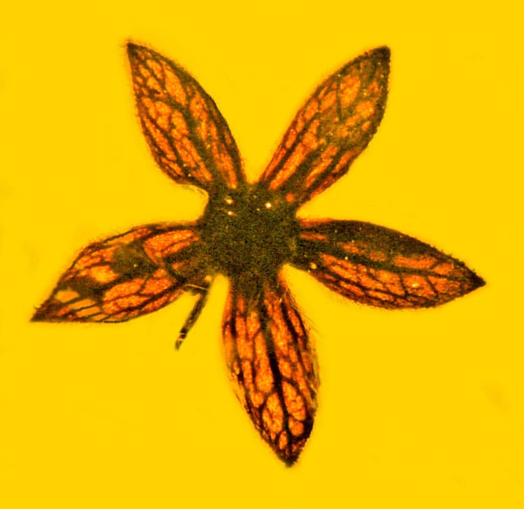 Tropidogyne pentaptera Myanmar Amber Fossil
