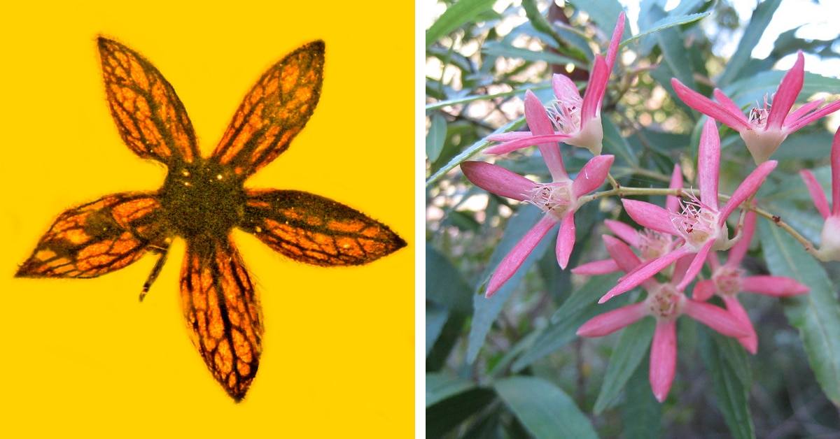 Prehistoric Flowers Perfectly Preserved in Myanmar Amber