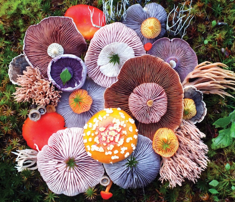 colorful mushrooms