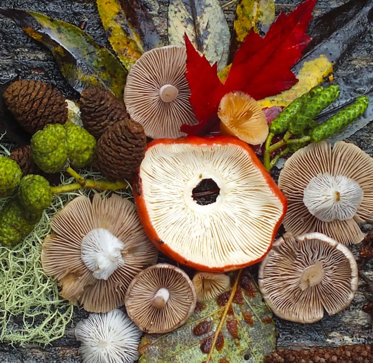 Nature Medleys Mushrooms Nature Photography Jill Bliss