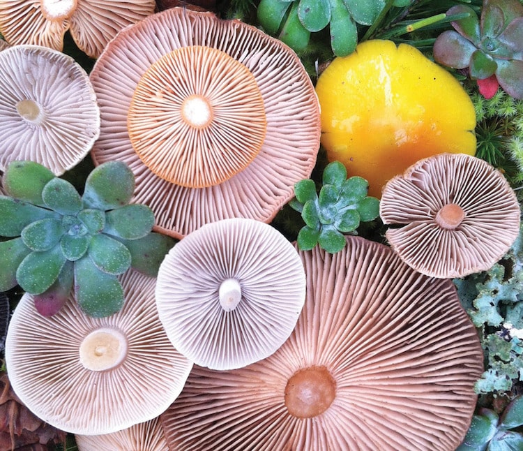 Nature Medleys Mushrooms Nature Photography Jill Bliss