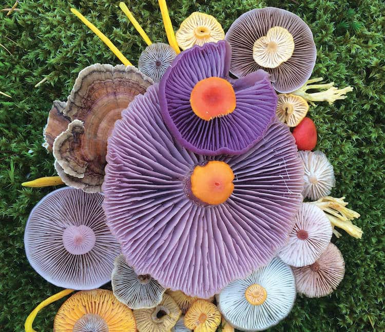 Nature Medleys Mushrooms Nature Photography Jill Bliss