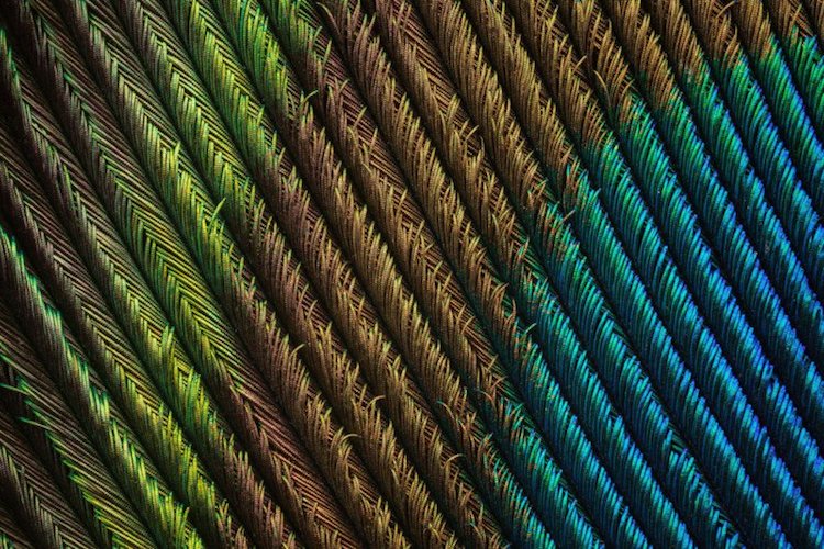 Macro Photos of Peacock Feathers by Can Tunçer