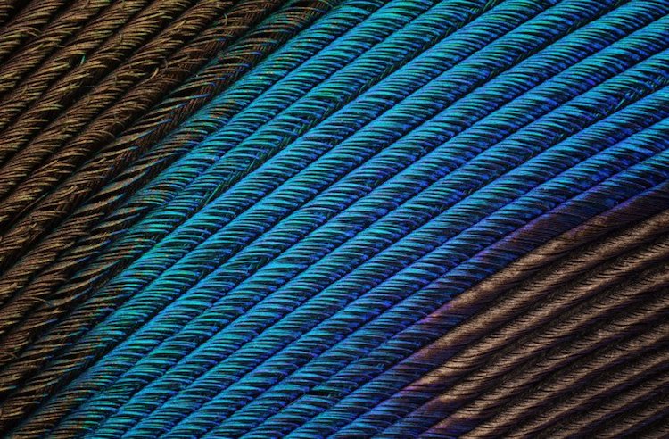 Incredible Macro Photography of Peacock Feathers by Can Tunçer