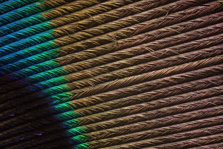 Macro Photos of Peacock Feathers by Can Tunçer