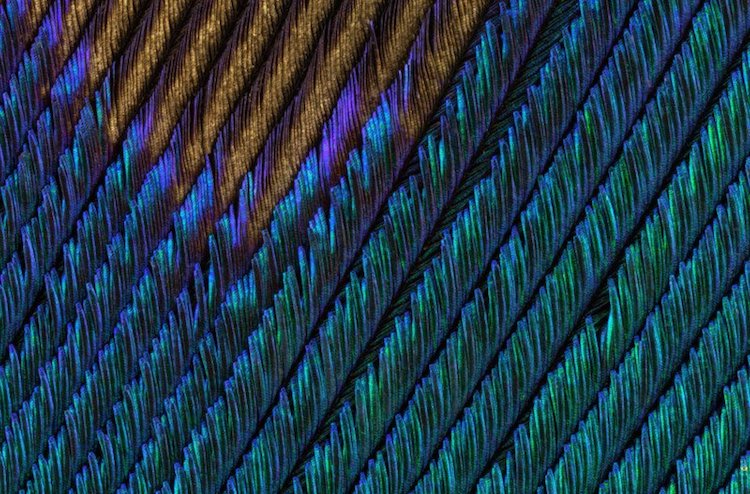 Macro Photos of Peacock Feathers by Can Tunçer