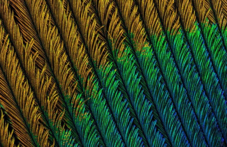 macro photography peacock feathers can tuncer