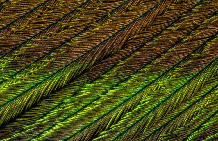 macro photography peacock feathers can tuncer