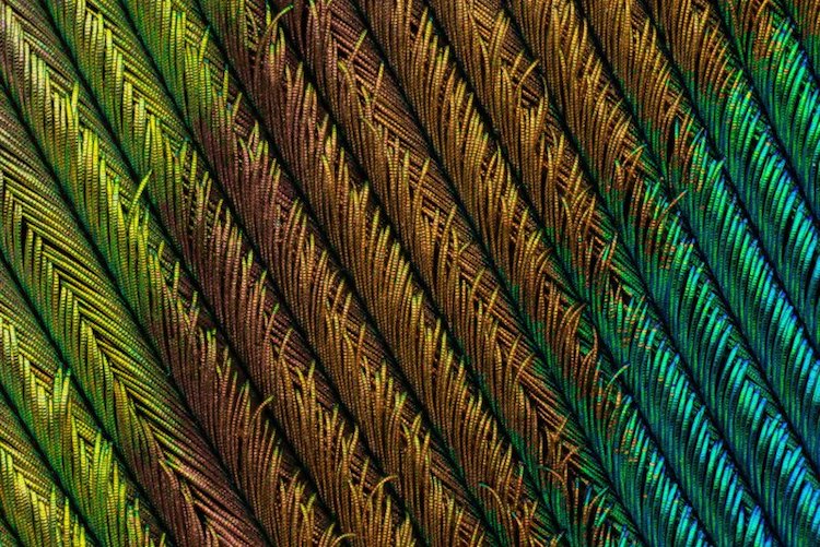 macro photography peacock feathers can tuncer