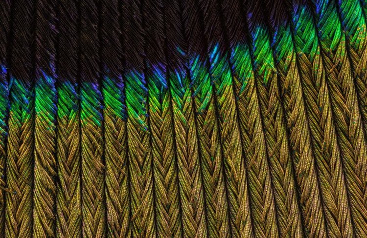 macro photography peacock feathers can tuncer