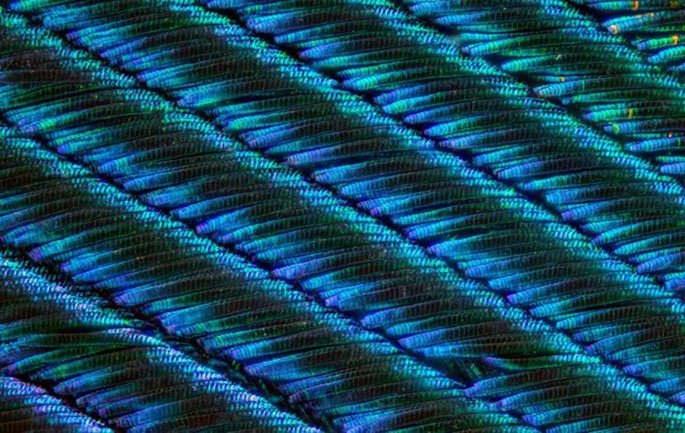 peacock feather macro photography can tuncer