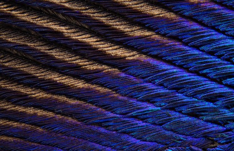 peacock feather macro photos can tuncer