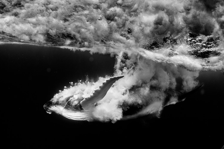 Michaela Skovranova / Mishku / Underwater photography