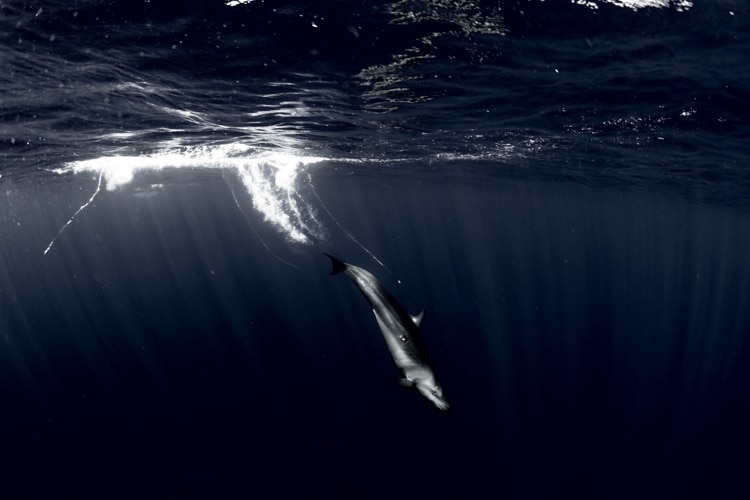 Michaela Skovranova / Mishku / Underwater photography humpback whales