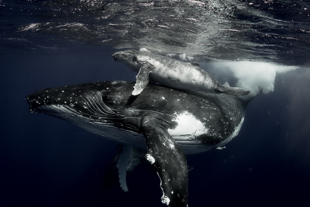 Michaela Skovranova / Mishku / Underwater photography