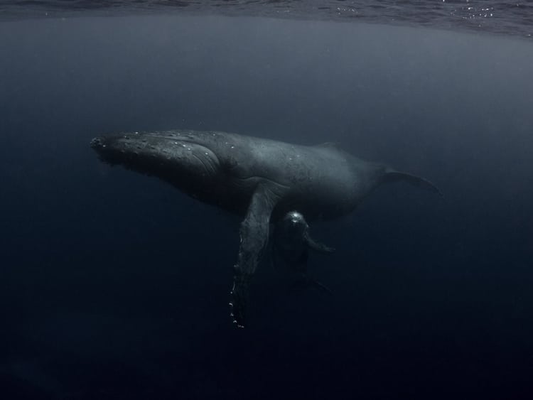Michaela Skovranova / Mishku / Underwater photography whales