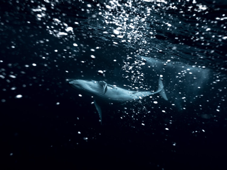 Michaela Skovranova / Mishku / Underwater photography whales