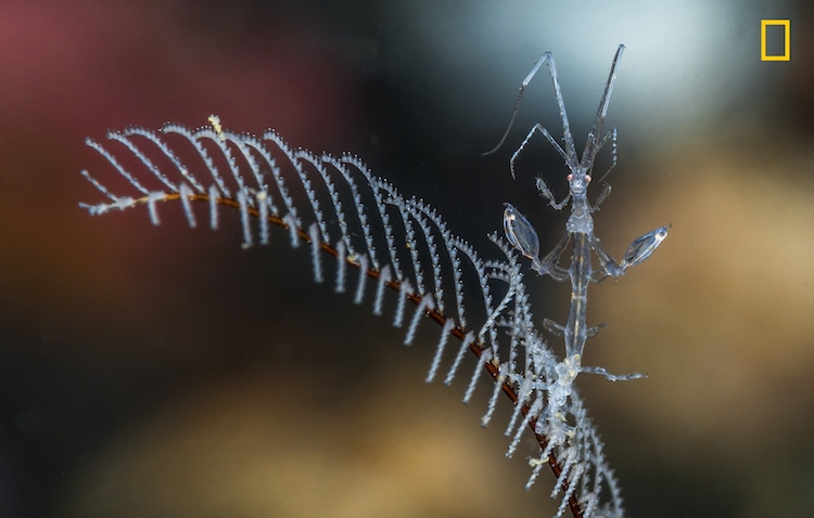 National Geographic Nature Photographer of the Year 2017 Early Entries