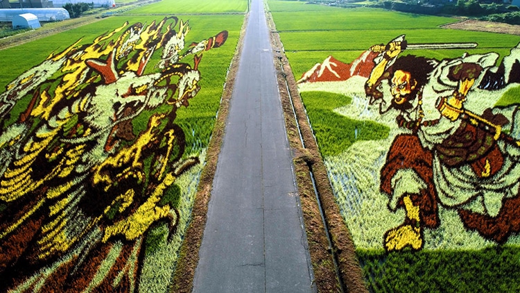 Japanese Rice Paddy Art