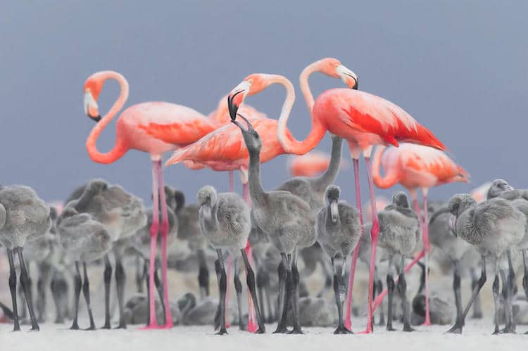 2017 Bird Photographer of the Year