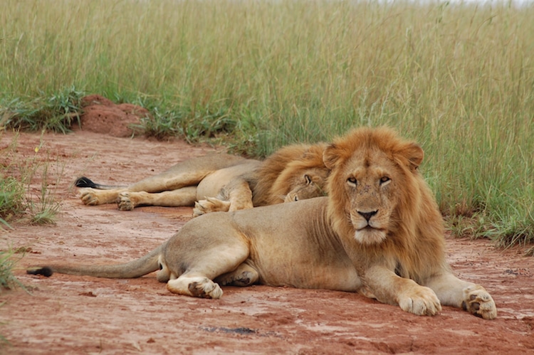 Clarence the Lion Three Legged Murchison Falls National Park