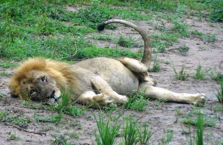 Clarence the Lion Three Legged Murchison Falls National Park
