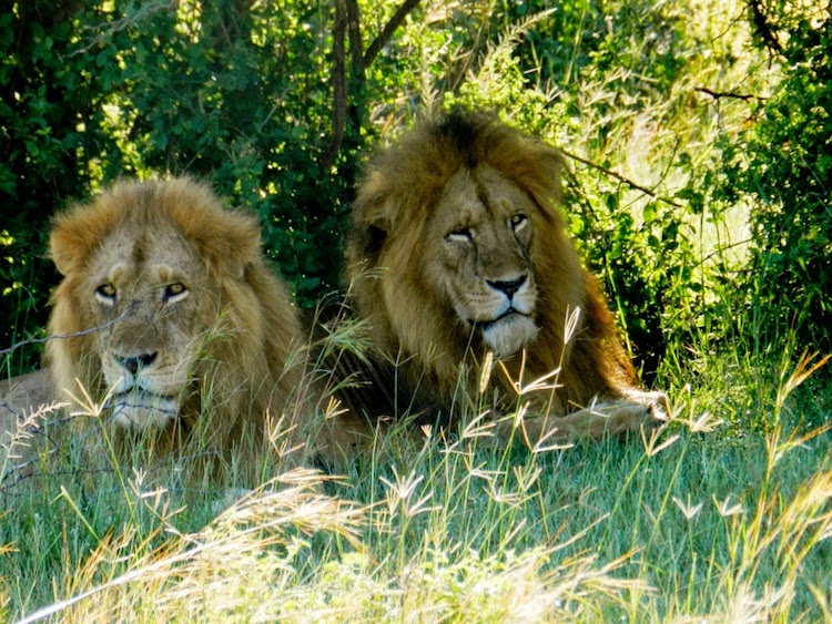 Clarence the Lion Three Legged Murchison Falls National Park