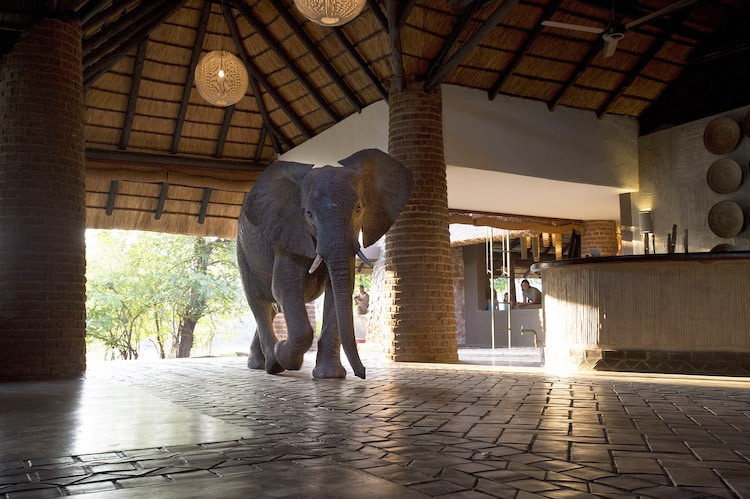 elephant hotel zambia
