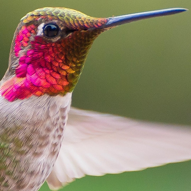 Hummingbird Whisperer 200 Hummingbirds