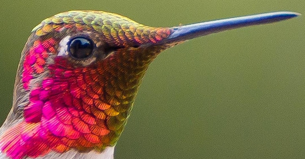 UCLA Researcher Known as "Hummingbird Whisperer" Bonds with 200 B...