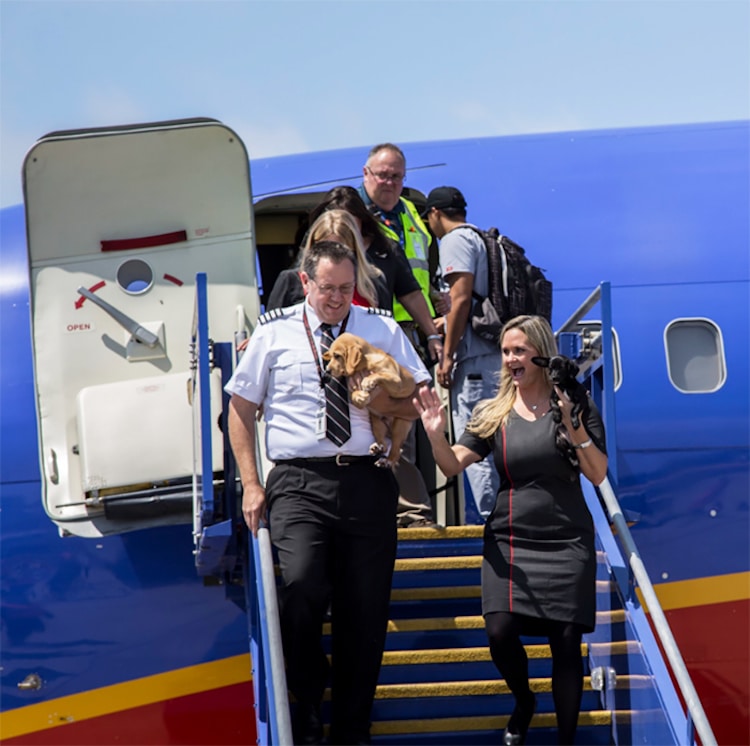 Southwest Airlines Shelter Animals Hurricane Harvey Helen Woodward Animal Shelter 