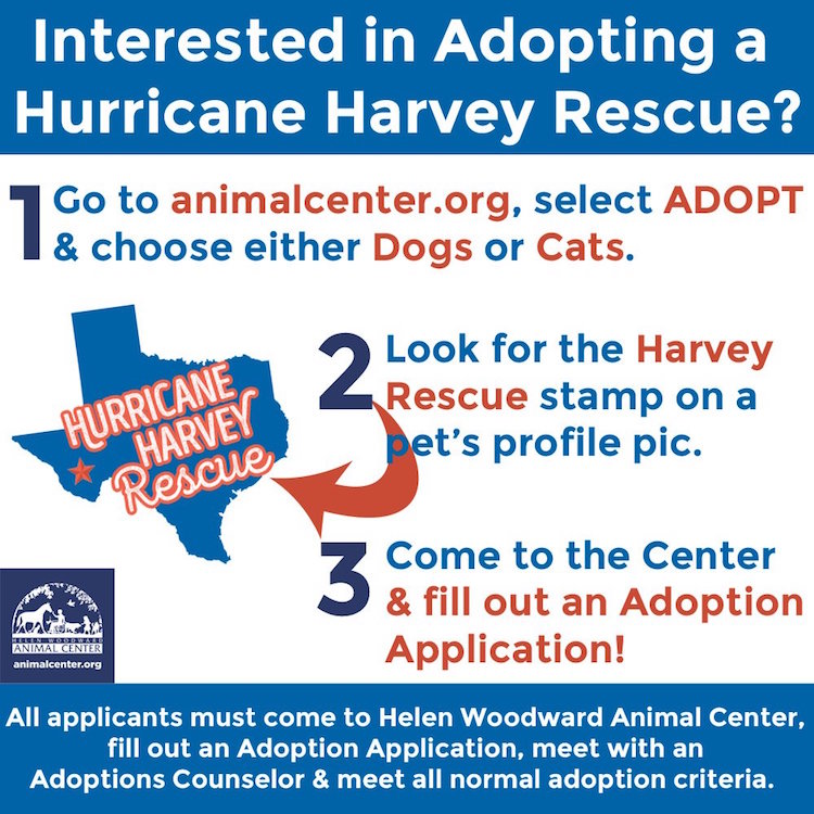 Southwest Airlines Shelter Animals Hurricane Harvey Helen Woodward Animal Shelter 