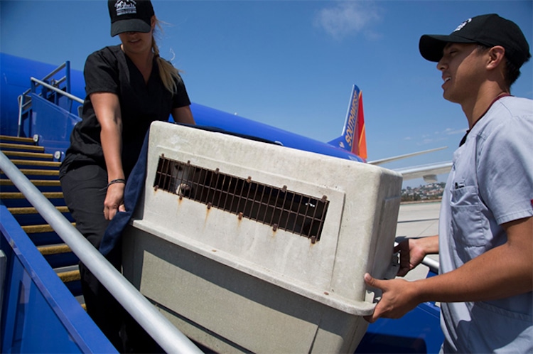 Southwest Airlines Shelter Animals Hurricane Harvey Helen Woodward Animal Shelter 