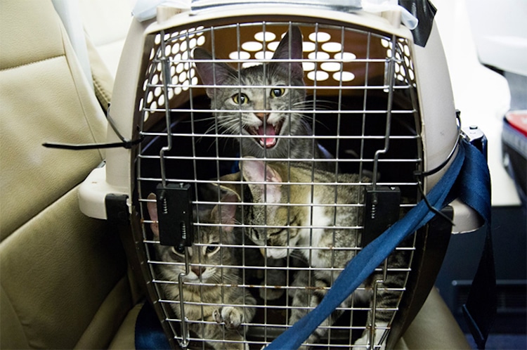 Southwest Airlines Shelter Animals Hurricane Harvey Helen Woodward Animal Shelter 