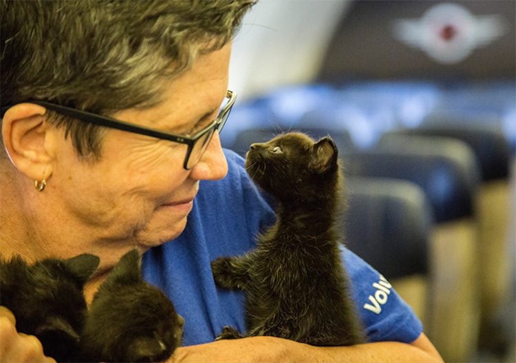 Southwest Airlines Shelter Animals Hurricane Harvey Helen Woodward Animal Shelter 