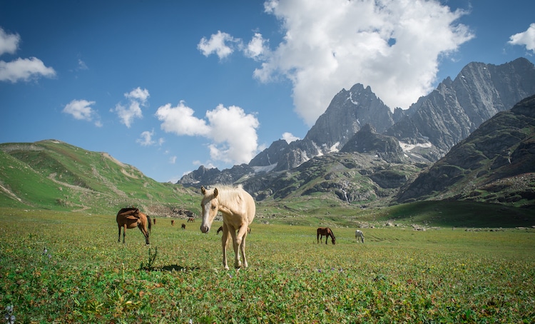 Daniel O'Donnell - Indigenous India travel photography