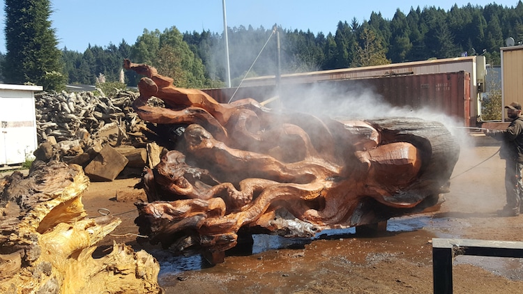 chainsaw sculpture octopus sculpture from redwood tree